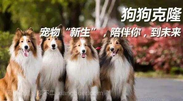  克隆猫狗的蓝海暴利市场